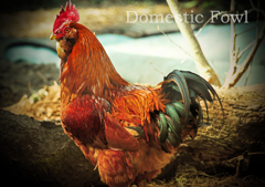 ツシマジドリ：Domestic Fowl