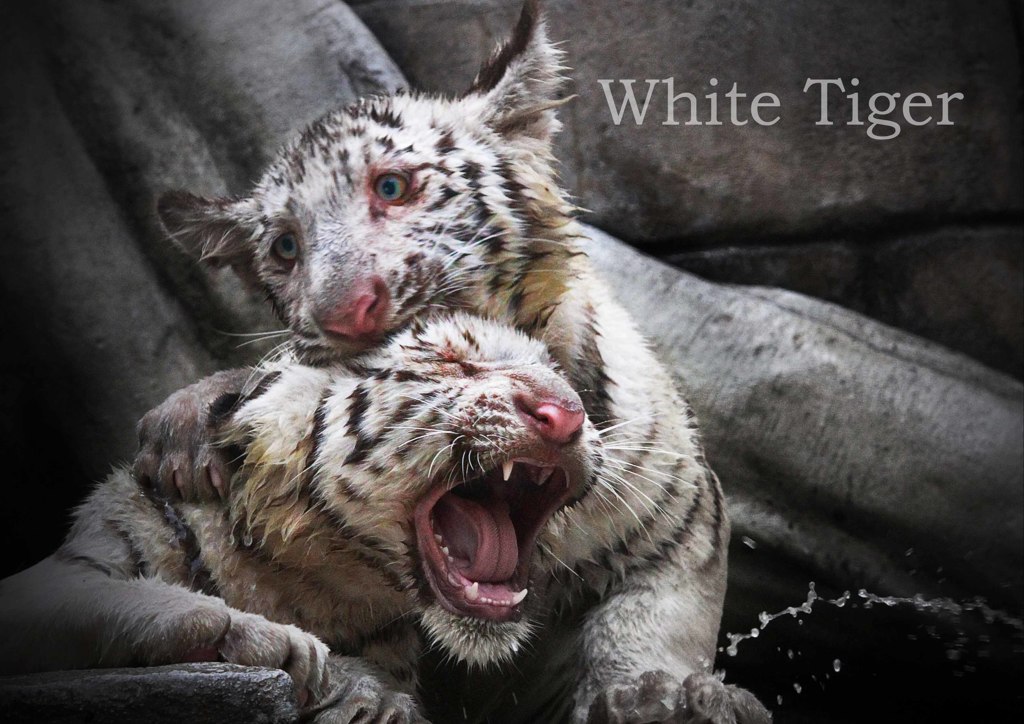 ホワイトタイガー