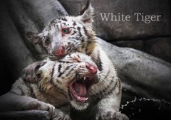 ホワイトタイガー