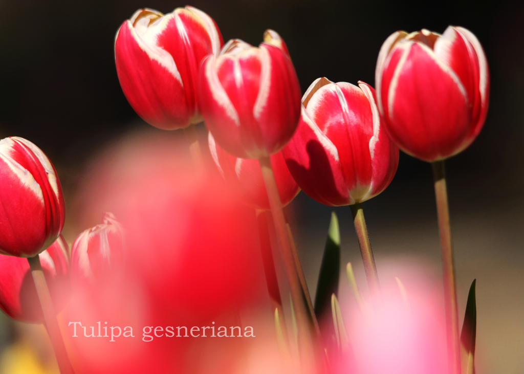 チューリップ：tulip 