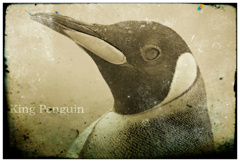 オウサマペンギン