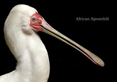 アフリカヘラサギ