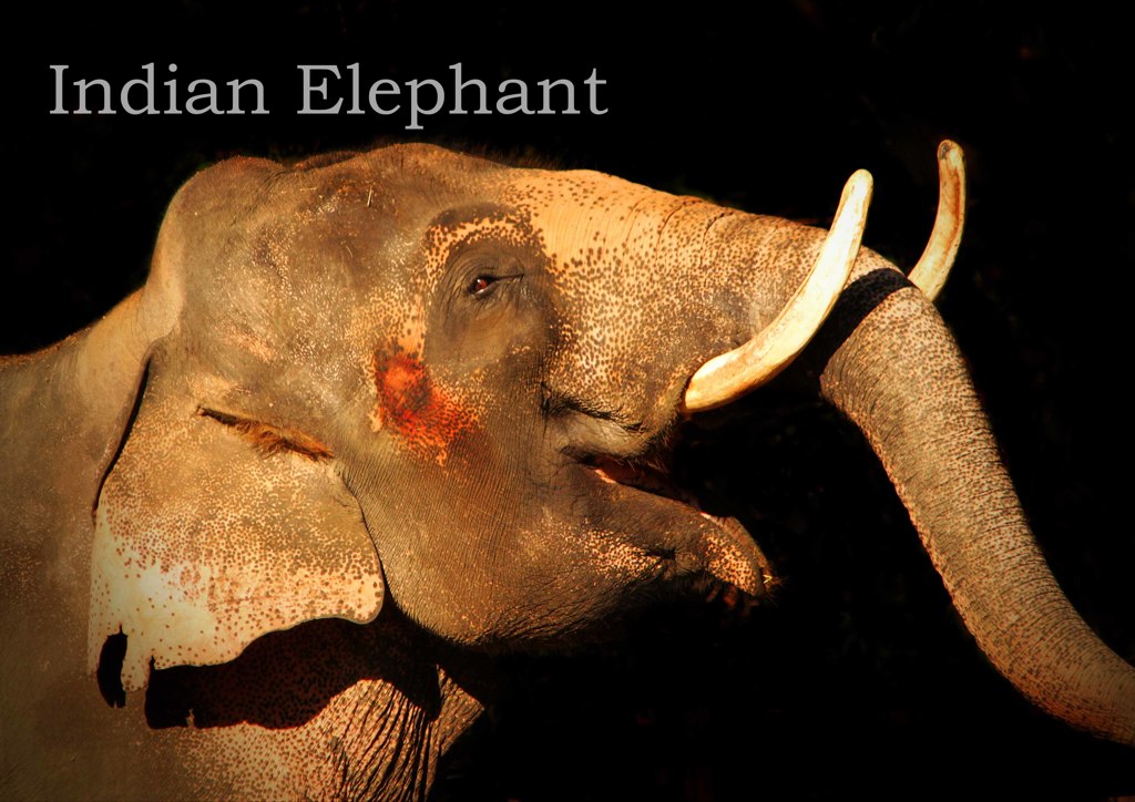 インドゾウ