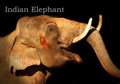 インドゾウ
