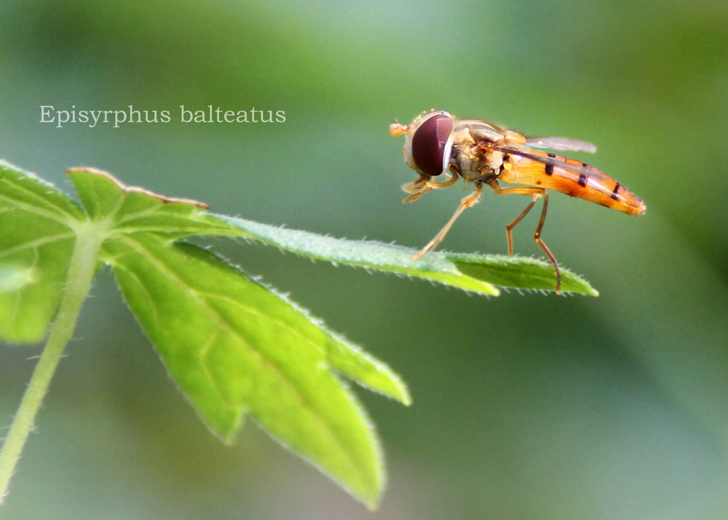 ホソヒラタアブ