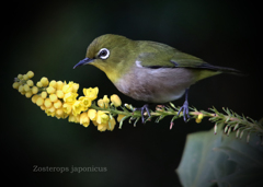  メジロ：Japanese White-eye