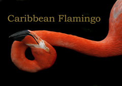 ベニイロフラミンゴ