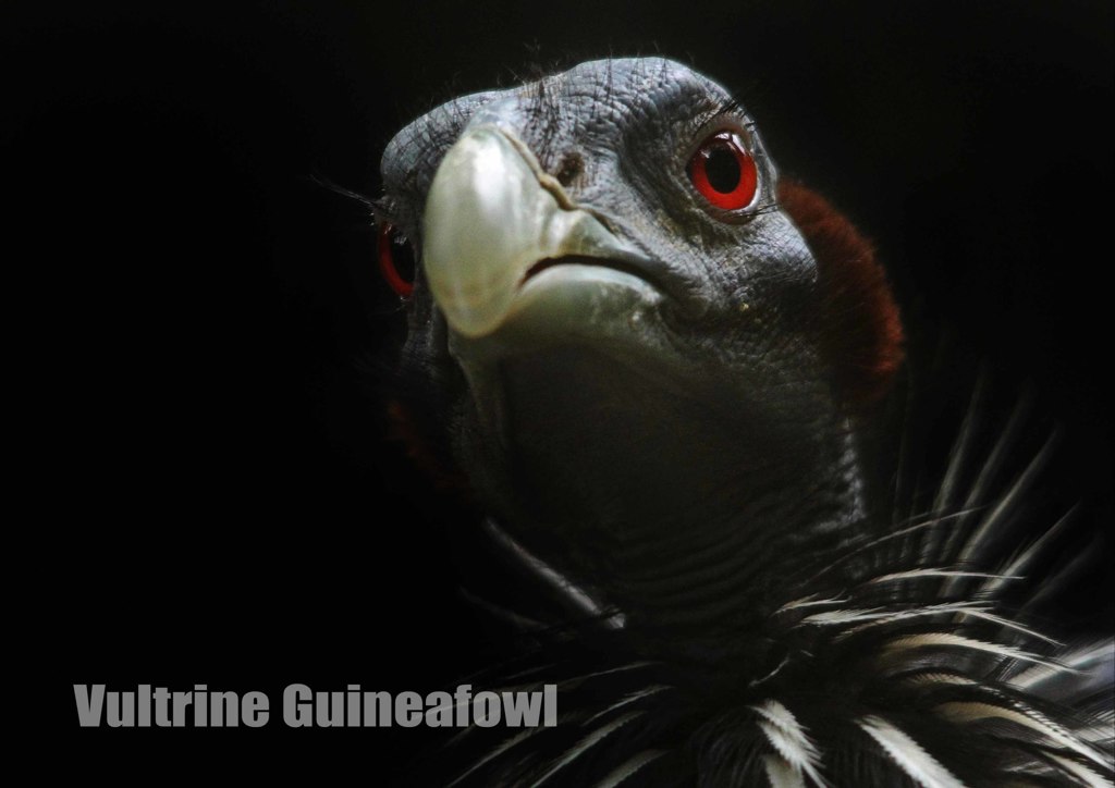 フサホロホロチョウ