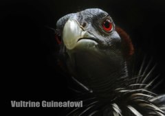 フサホロホロチョウ