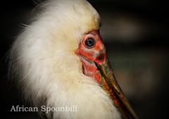 アフリカヘラサギ