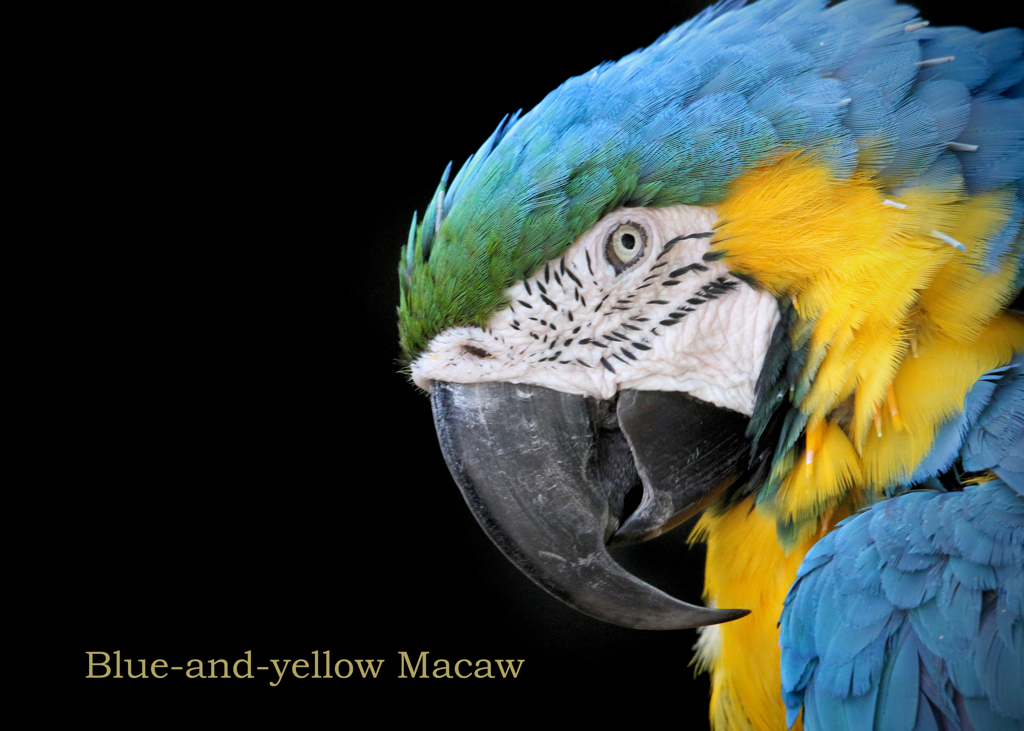 ルリコンゴウインコ