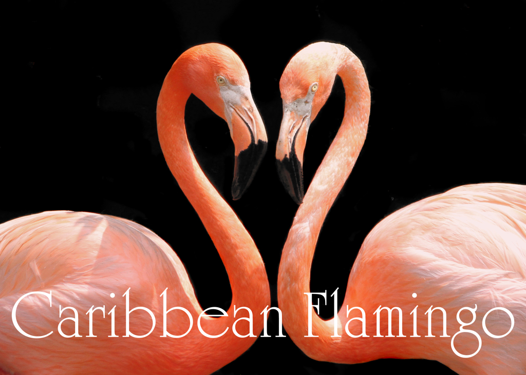 ベニイロフラミンゴ