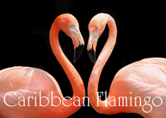 ベニイロフラミンゴ