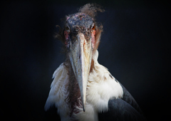 Marabou Stork