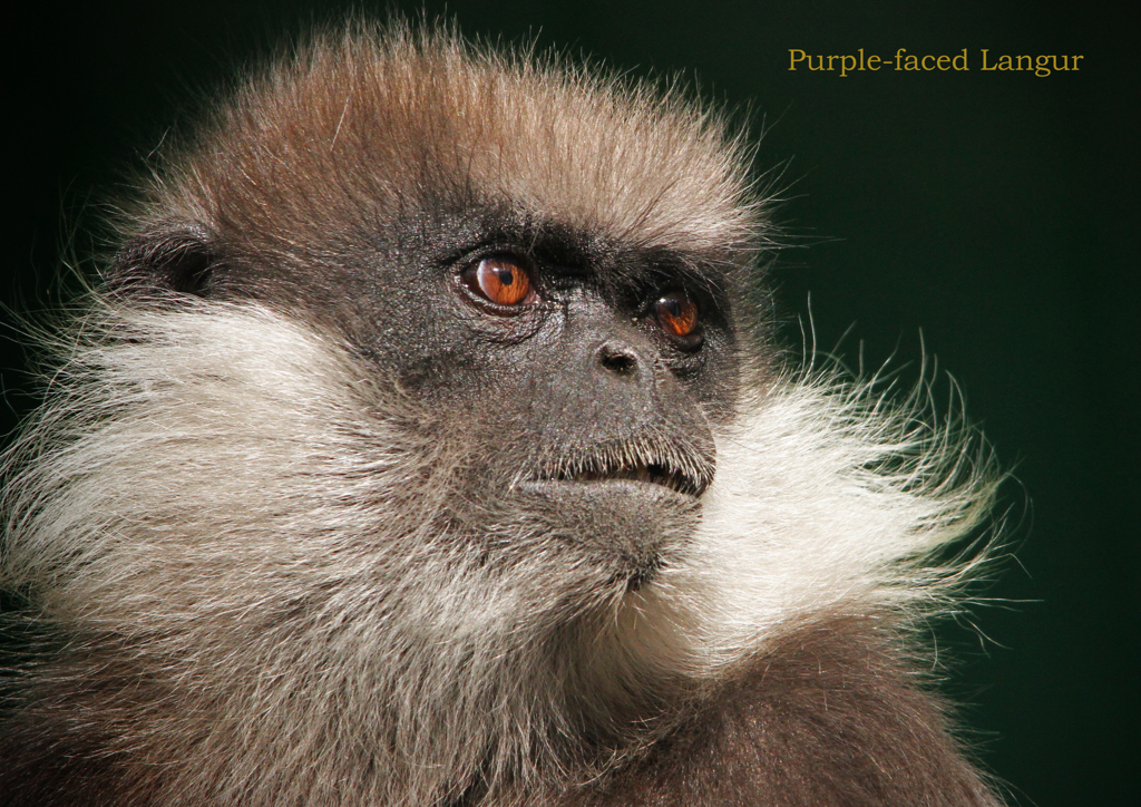 カオムラサキラングール