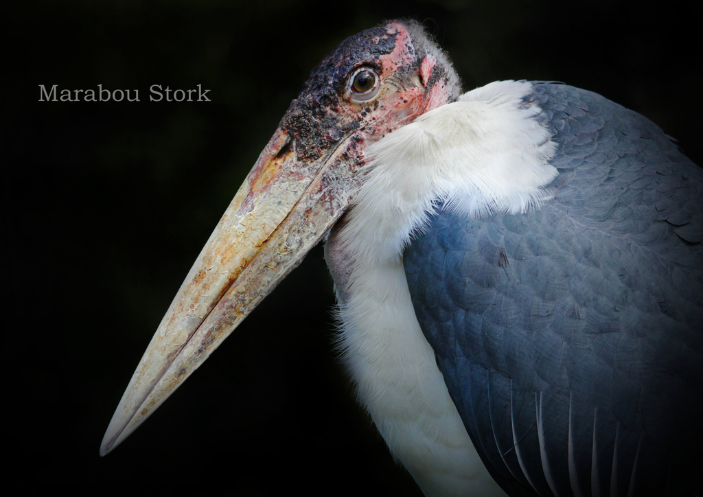 アフリカハゲコウ