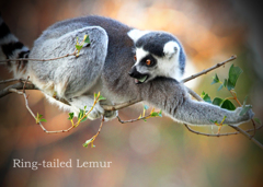 ワオキツネザル