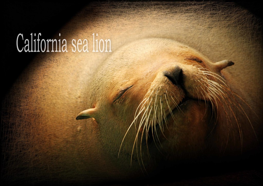 カルフォルニアアシカ