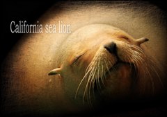 カルフォルニアアシカ