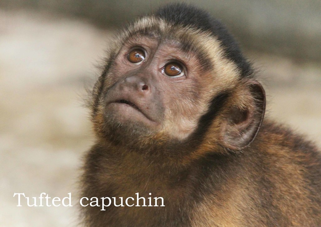 フサオマキザル