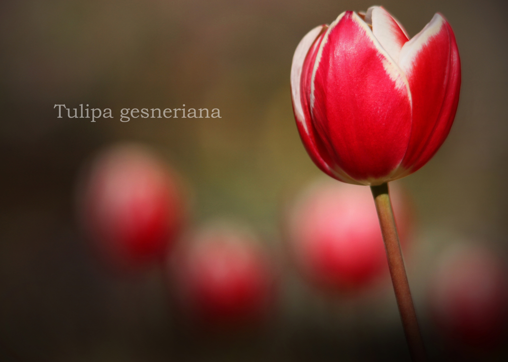 チューリップ