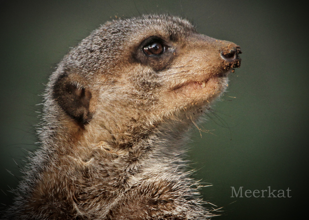 ミーアキャット
