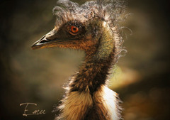 Emu