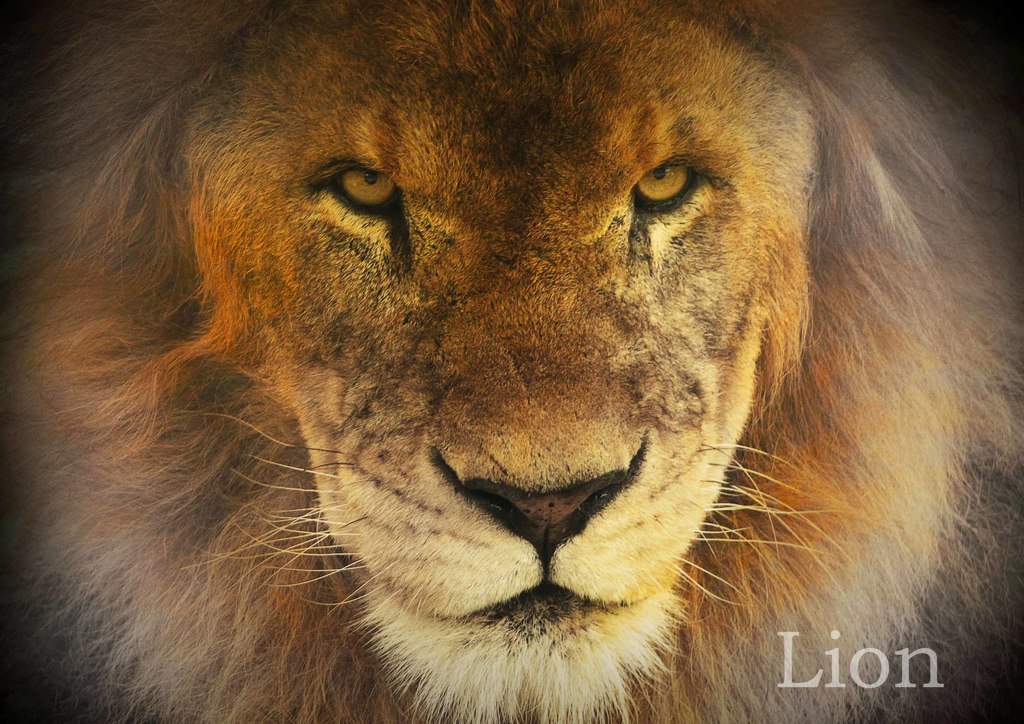 ライオン