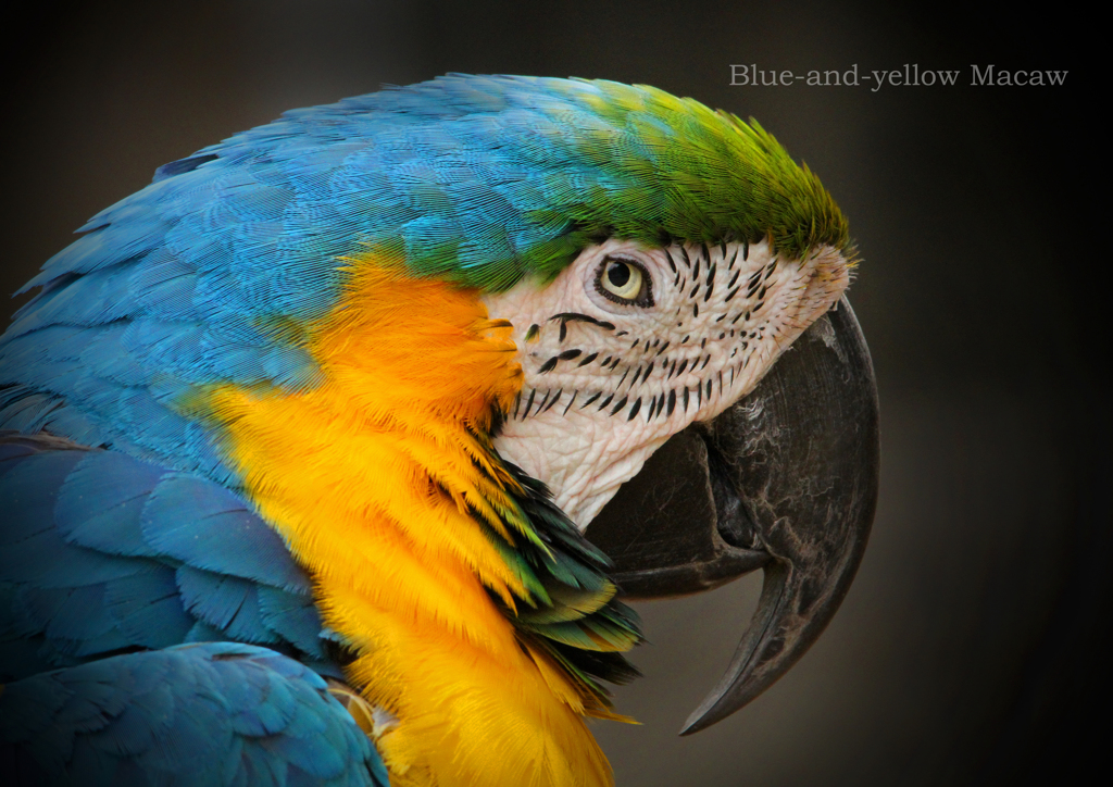 ルリコンゴウインコ