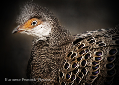 ハイイロコクジャク