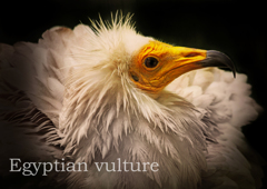 エジプトハゲワシ