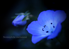 ネモフィラ