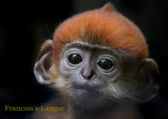 フランソワルトン