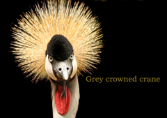 ホオジロカンムリヅル