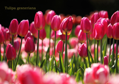 チューリップ：tulip 