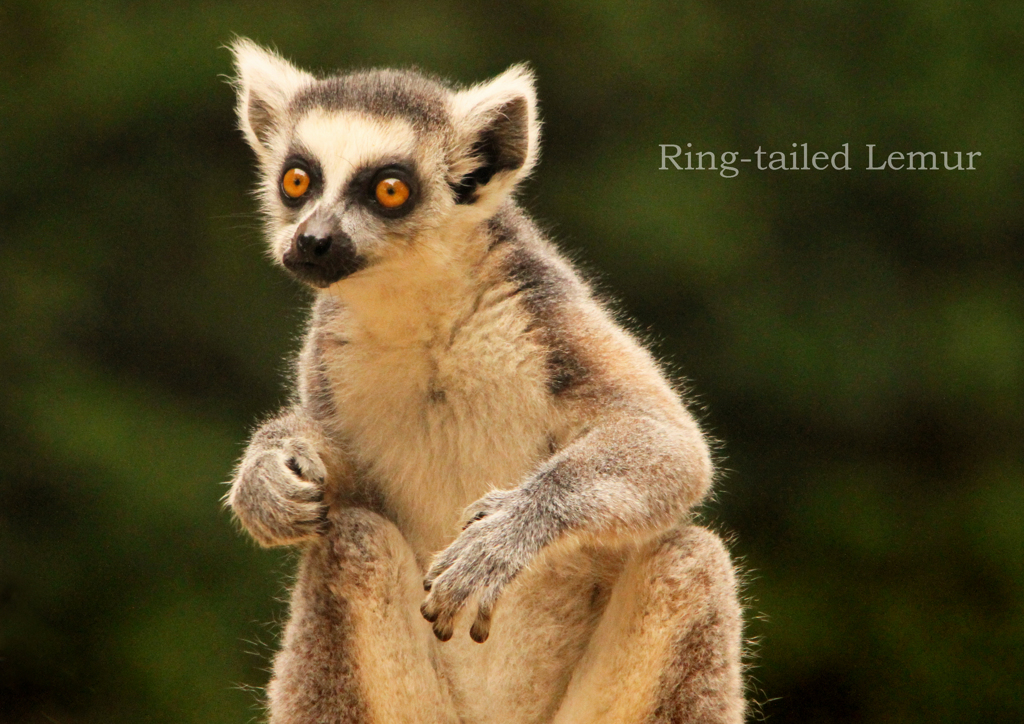 ワオキツネザル