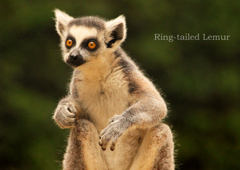 ワオキツネザル