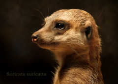 ミーアキャット