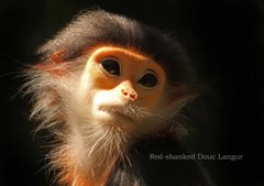 アカアシドゥクラングール