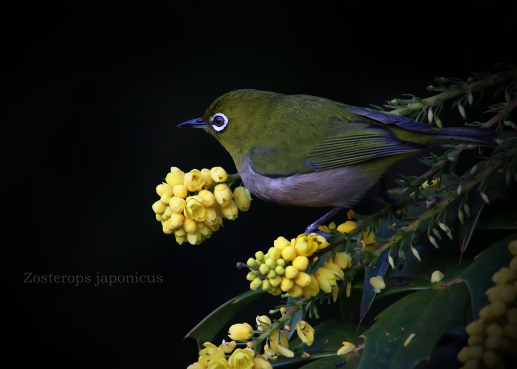メジロ：Japanese White-eye