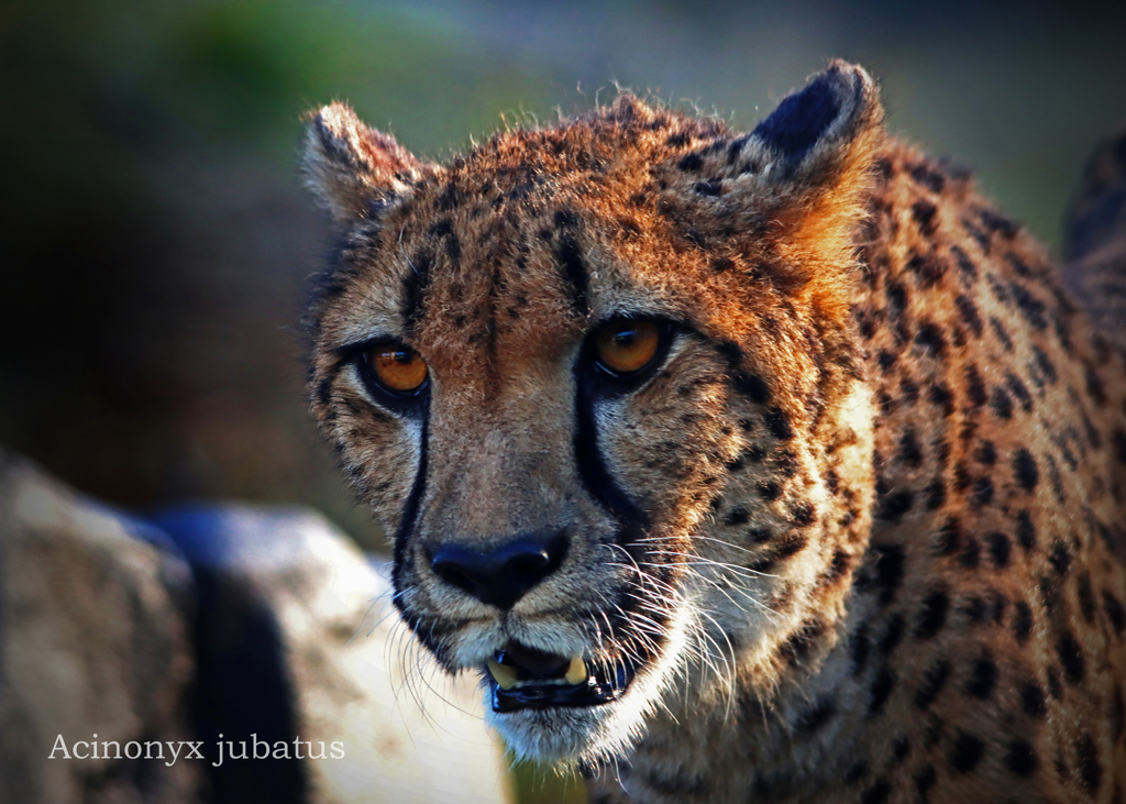  チーター：Cheetah