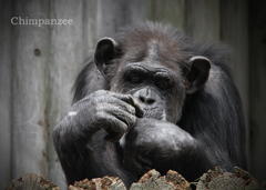 チンパンジー