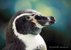 フンボルトペンギン