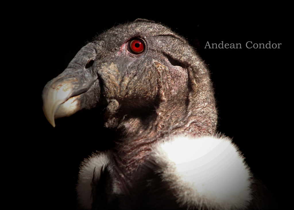 アンデスコンドル