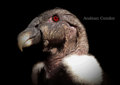 アンデスコンドル