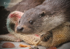 ユーラシアカワウソ