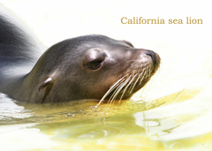 カルフォルニアアシカ