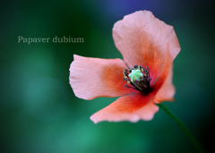 ナガミヒナゲシ