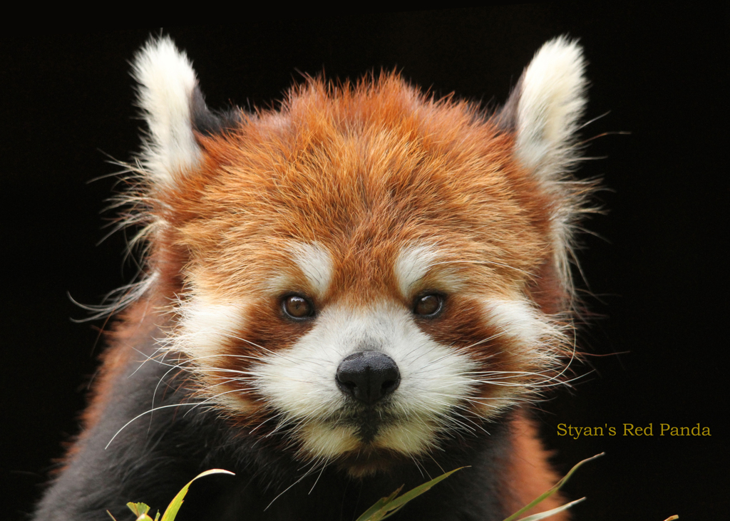 シセンレッサーパンダ