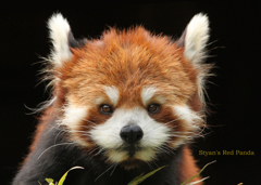 シセンレッサーパンダ